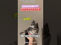 這就是養貓的好處？快狠準抓蟲網嗨問費用 #shorts @ChinaTimes