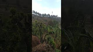 nature sounds