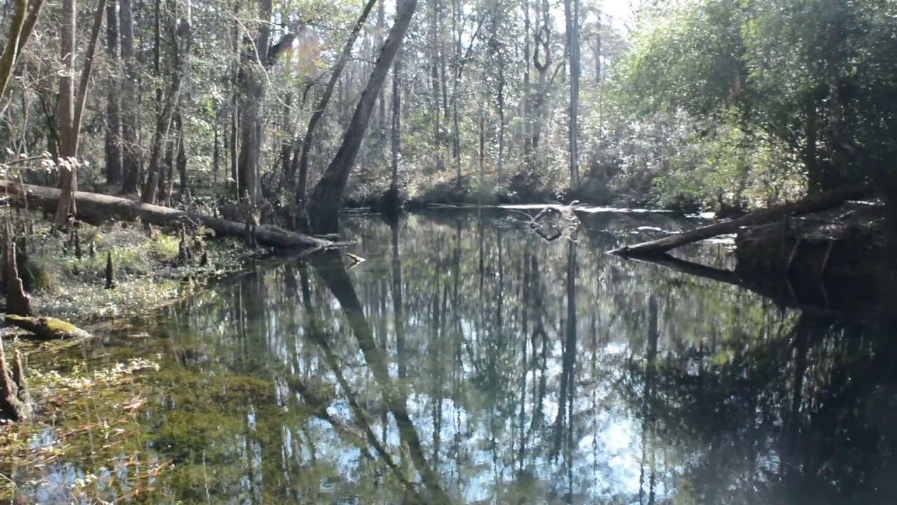 Promise Sink Wakulla River Sinks Trail Tallahassee Florida