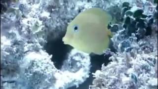 Oldurmeye Programlananlar Gizlenenler