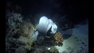 Giant Moray Eel Hunting - Red Sea (Yanbu)