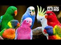 Most beautiful parrots of australia  colourful birds  relaxing nature sounds  australian wildlife