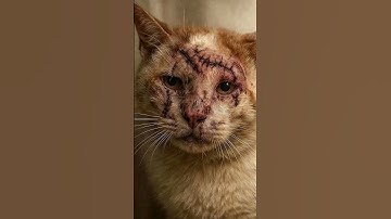 #القرآن_الكريم #المصحف #تلاوة_خاشعة #آيات_من_القرآن #اكسبلور #راحة_نفسية #لايك #قرآن_كريم