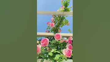 تلاوة خاشعة اية الصلاة على النبي ﷺ ✨