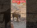 Bandhavgarh Ka Shaktishali Tiger 🐅😳 #shorts #tiger #wildlife #jimcorbett