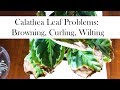 Calathea Leaf Problems: Browning, Curling, Wilting