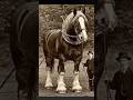 “You Won’t Believe These Horse Sizes 😨”#americanfacts #usa #uswildlife #didyouknow #real