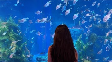 Ayshan North - Level 18 ( Official Music Video)