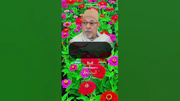 واذ قالت الملائكة يا مريم السيد سعيد 
