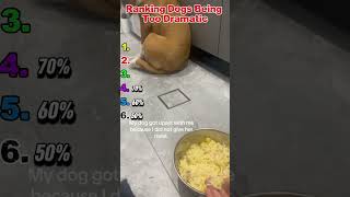 Ranking Dogs Being Way Too Dramatic 😂🐶(part 34)