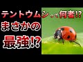 【ゆっくり】益虫?害虫?マジで強い!テントウムシの生態とは⁉