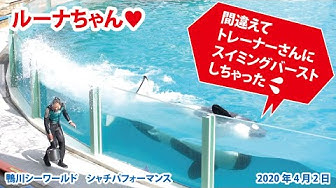 シャチ Youtube