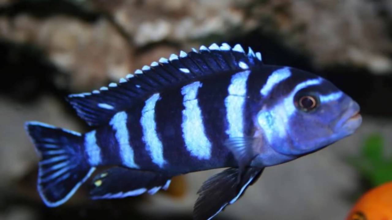 Aquarium Keeper   337 654 8420