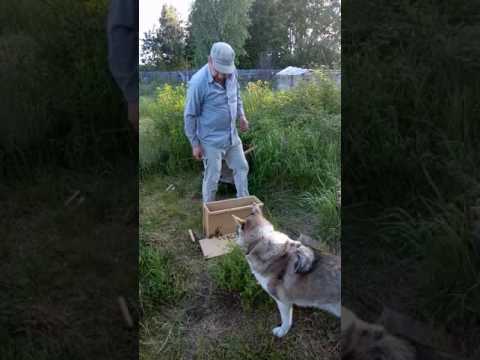 Видео: Пересадка пчелопакета в улей.