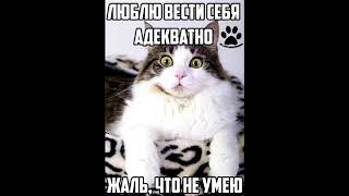 Видео ДЕЛОВОЙ ТОН ОБЩЕНИЯ (автор: Kot kamrade)