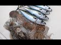 Sea Fishing - Mackerel, Octopus and Squid Fishing - Fish For Bait