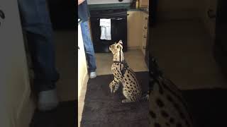 Un serval