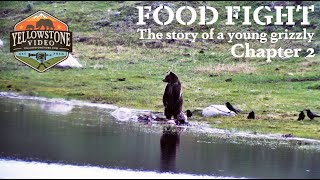 FOOD FIGHT - A Story of Young Grizzly Bear, Chapter 2 'The Fights' Day 4 by Yellowstone Video 9,819 views 4 years ago 12 minutes, 38 seconds