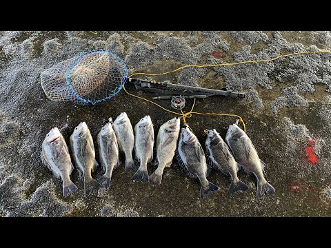 Video: Cá Tráp Nhồi Nấm