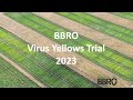 BBRO Virus Yellows Trial 2023