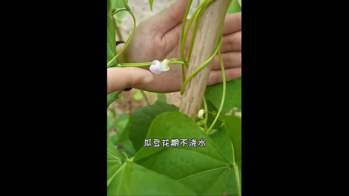 原来这十种蔬菜这么浇水的！ - 天天要闻