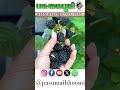 “நம்ம ஊர்ல இவ்ளோ பழங்கள் இருக்குனு யாருக்குத் தெரியும்? 😍”#RareFruits#OrganicFarming #பசுமைதோட்டம்