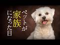 ペットが家族になった日