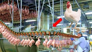 How Does The Factory Process 100,000 Poultry Per Day, Automatic Pork Cutting Machine Food Processing