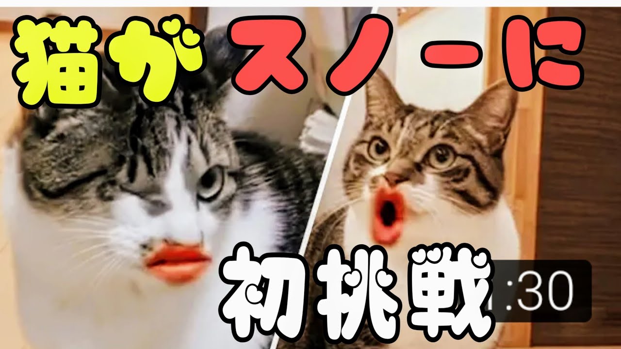 猫に反応するアプリで愛猫をデコレーションして一緒に遊ぼう 気ままにおうち生活