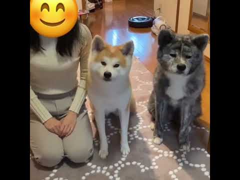 老舗旅館並みのお出迎えを目指す可愛い秋田犬姉妹【Akita-inu】