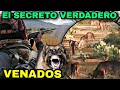 EL SECRETO, VENADO EN TU PARCELA, FORMACION DE UN CAZADOR, LA HAZAÑA DE CACERIA CON ETICA PERSONAL.