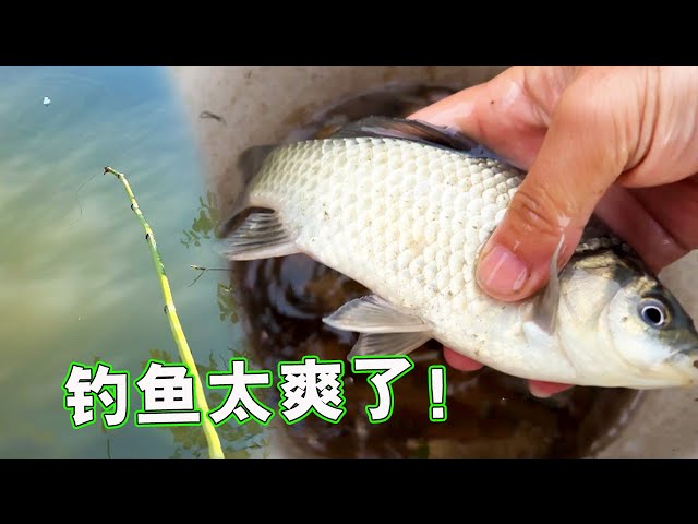  FishTrip 內聯圈鉤鹹水- 釣魚鯰魚鉤25 件黑色/寬間隙/不偏