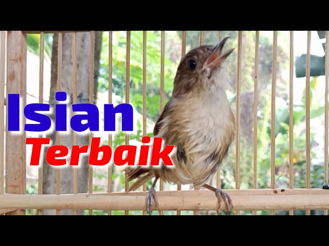 Flamboyan gacor ngebren rapat full nyerecet||isian terbaik class=