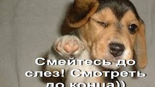 Лучшая подборка домашних приколов №129. Смейтесь до слез! Смотреть до конца))