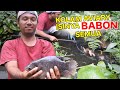 DULUNYA hanya IKAN KECIL BUAT EMPAN BURUNG MURAI DI AVIARY, LAMA GAK DIKURAS JADI IKAN BABON SEMUA