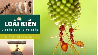 Khám phá các loài kiến| Vòng đời của kiến| Đặc điểm của loài kiến| Các loại kiến trên thế giới| Ant