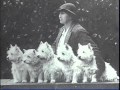 Chien : Le West Higland / White Terrier