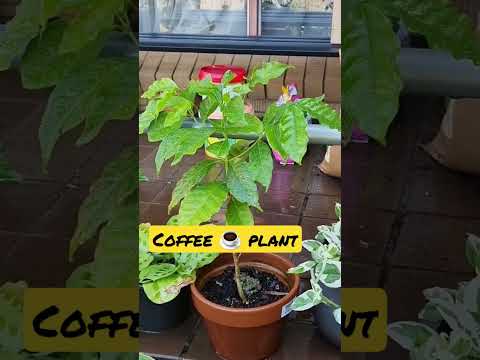 Video: Cutting Back Coffee Plant - Poda de plantas de café