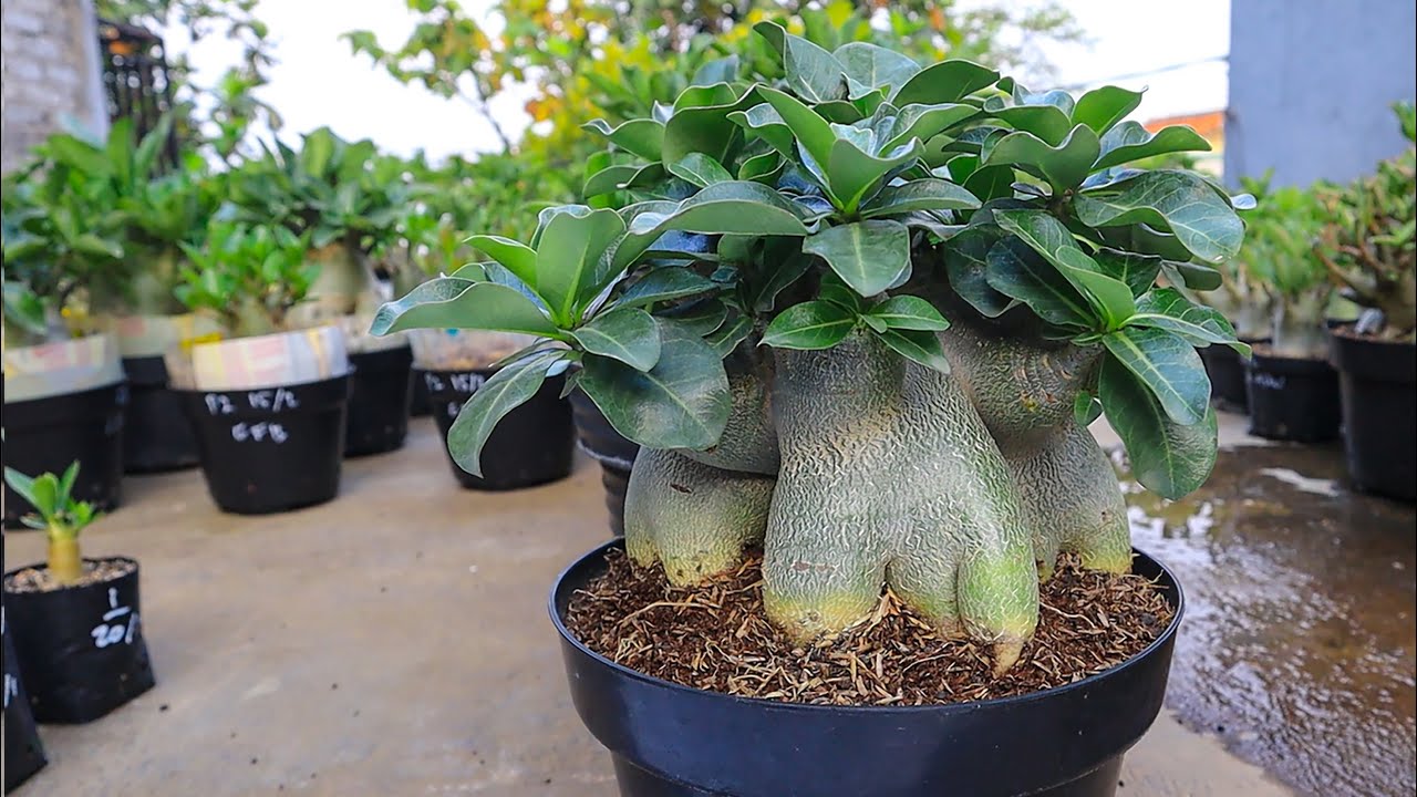 Cara Mudah & Sederhana Merawat Adenium Bagi Pemula ( ENGLISH SUBTITLE