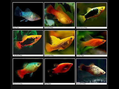 17 Jenis Ikan Air Tawar Eksotis Yang Masih Bagus Dipelihara Di Aquarium di tahun 2019