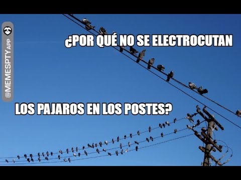 Video: ¿Por qué la corriente no mata a un pájaro posado en un cable de alto voltaje?