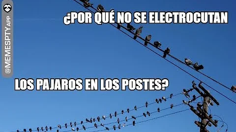 ¿Por qué los pájaros pueden tocar las líneas eléctricas?