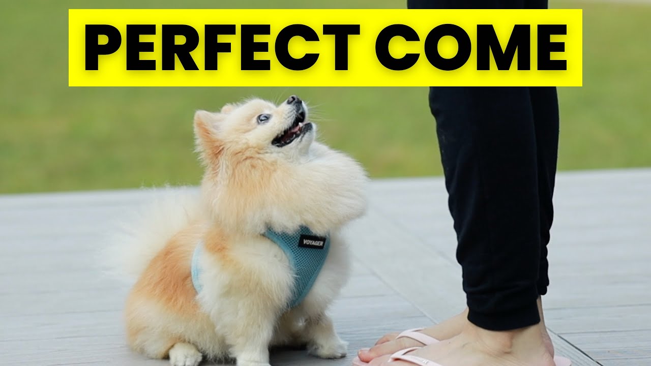 How to Teach Your Dog to COME When Called - Perfect Recall - One of the ...