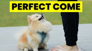 How to Teach Your Dog to COME When Called  Perfect Recall  One of the Most Important Commands