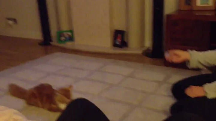 Watch the video about Niblow Maine Coon kitten Playing Fetch