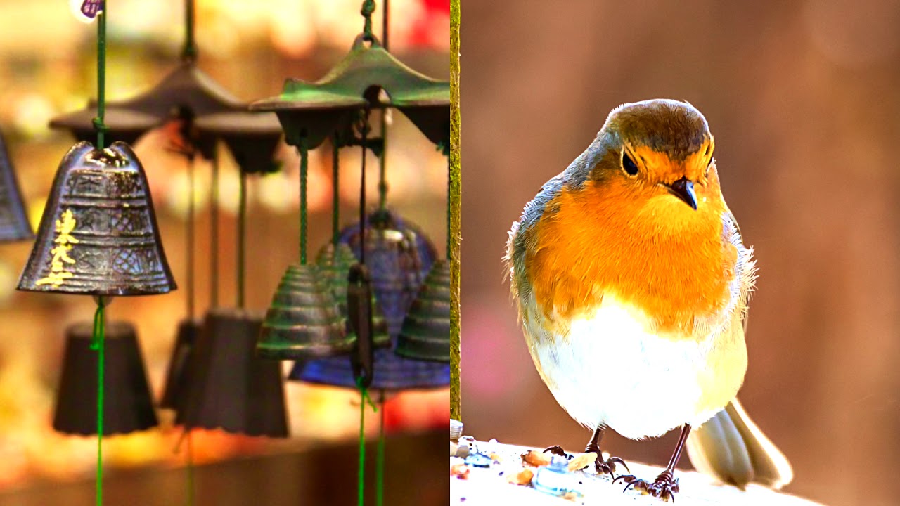 Mixed Wind Chimes and Birds | Relaxation Sounds | 10 hours Mixed Wind Chimes and Birds | Relaxation Sounds | 10 hours