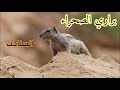 حياة البراري سنجاب شمال افريقيا Barbary Squirrel 