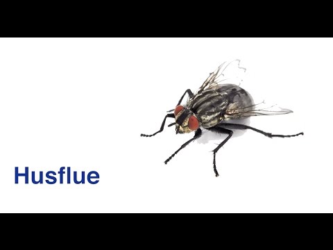 Video: Bli kvitt fruktfluer - kontroll av fruktfluer i hjemmet og hagen