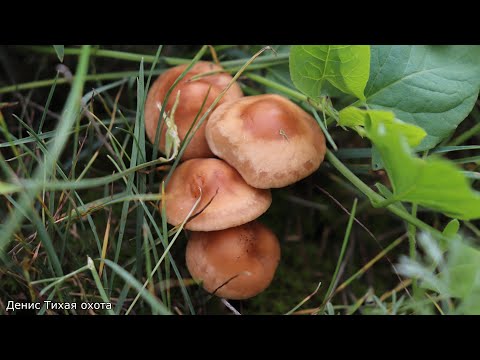 Луговой опёнок | Marasmius oreades