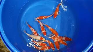 Maruyama Met Certificaat 26-29 Cm